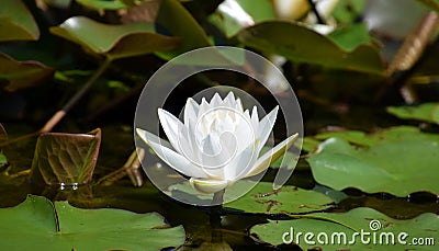 White Waterlily Nymphaea â€˜Virginiaâ€™ blooming in pond Stock Photo